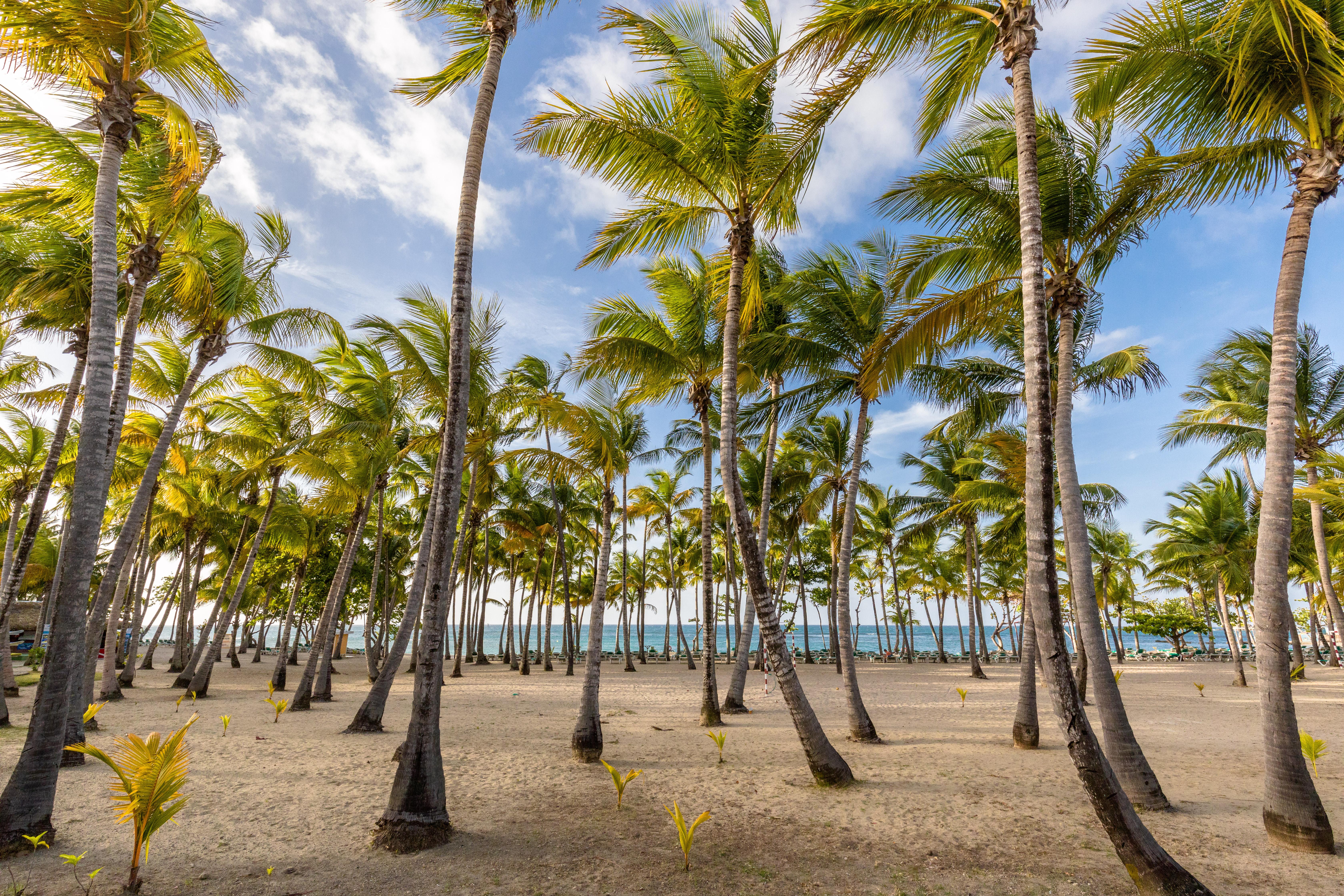 Playabachata Puerto Plata Zewnętrze zdjęcie Palm trees in Punta Cana